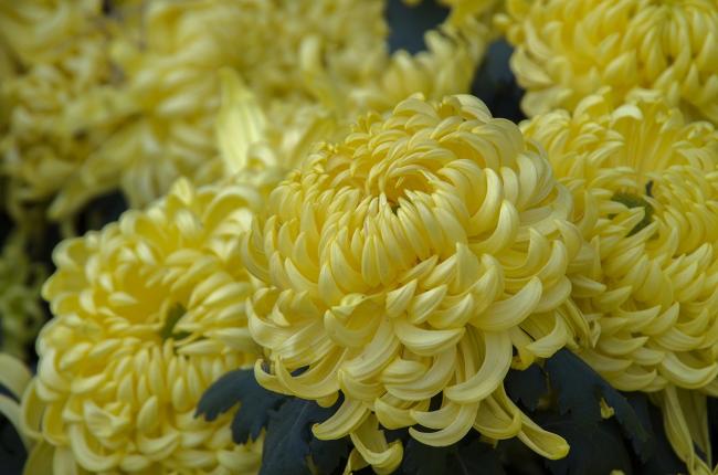 yellow Chrysanthemum.jpg