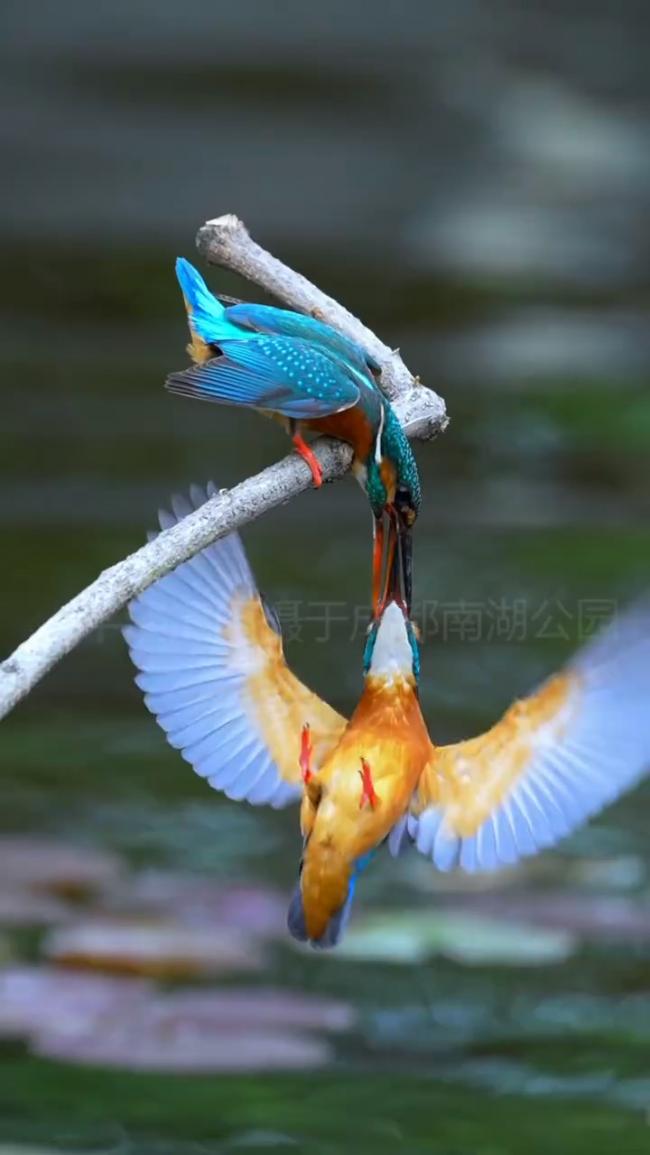 һǾ- Kingfishers Amazing Kiss_Moment.jpg
