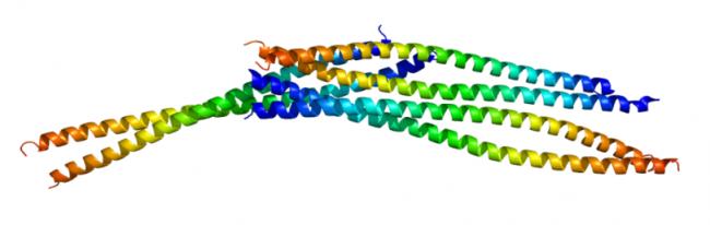 799px-Protein_VIM_PDB_1gk4_2.PNG