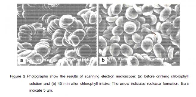 Decrease of Rouleaux Formation by Water-Soluble Chlorophyll.PNG