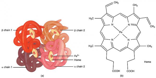 1904_Hemoglobin.jpg