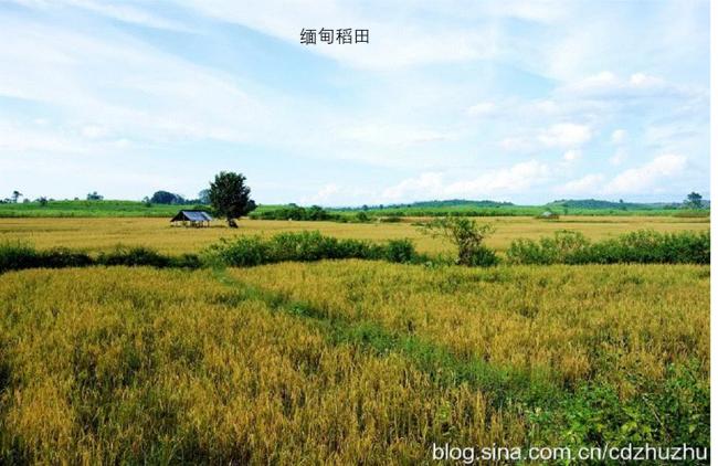 20260718072642_86120.gif 缅甸稻田.gif